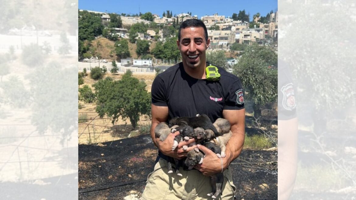 Brandweermannen Jeruzalem redden 9 pups