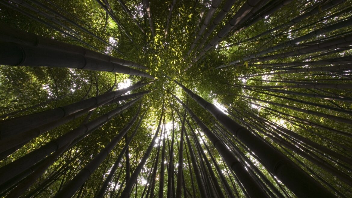 Het feest van de ongezuurde broden (Joods feest) – Isreality Nederland